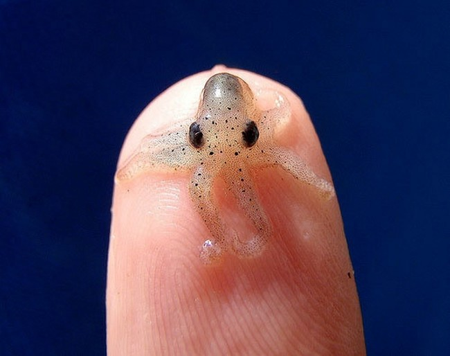 這個透明、小不點的章魚。