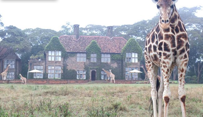 肯亞 奈洛比，長頸鹿莊園 (Giraffe Manor, Nairobi, Kenya)