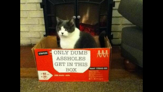 箱子上面写着「只有笨蛋才会进到这个箱子」。(设计这个陷阱的人类太寂寞了吧...)