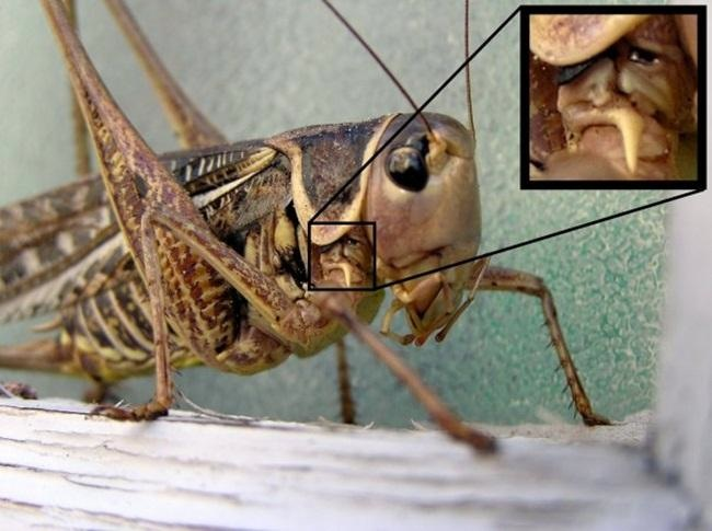 12.) 这只蝗虫的颈部有个留胡子的帅气老伯。