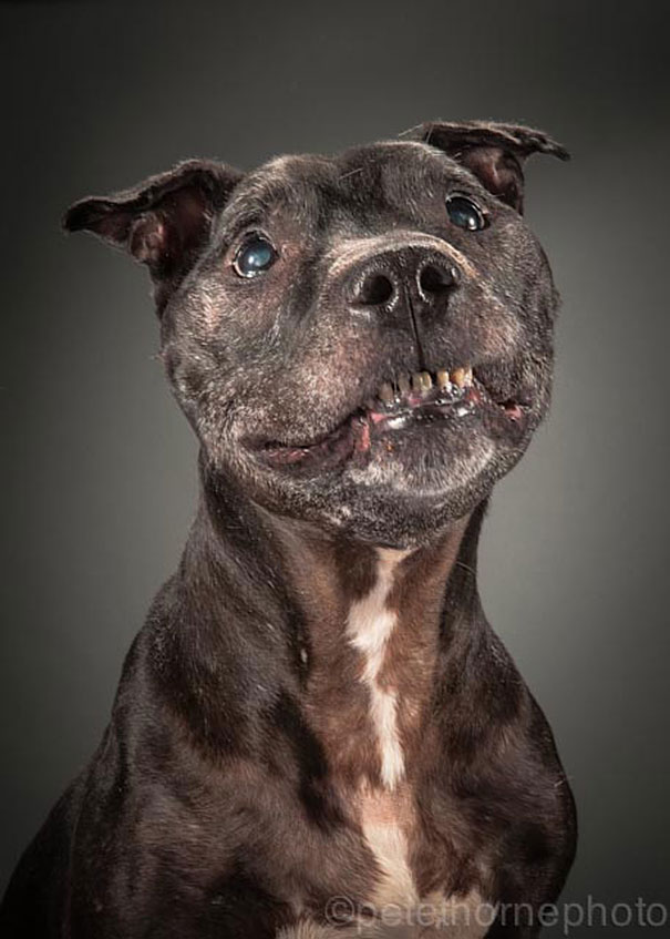 攝影師Pete位於加拿大多倫多 (Toronto)，負責接受民眾的要求，來拍攝他們「很老很老」的狗。