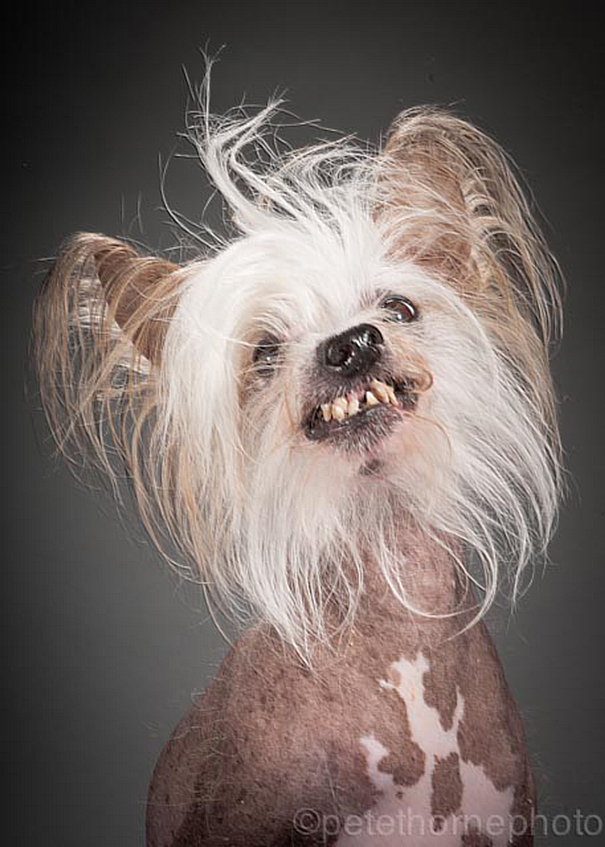 old-dog-portrait-photography-old-faithful-pete-thorne-3