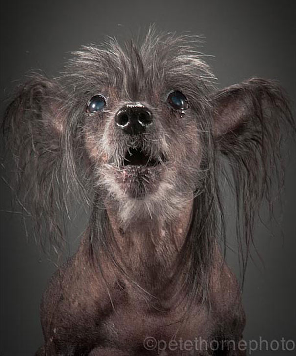old-dog-portrait-photography-old-faithful-pete-thorne-5