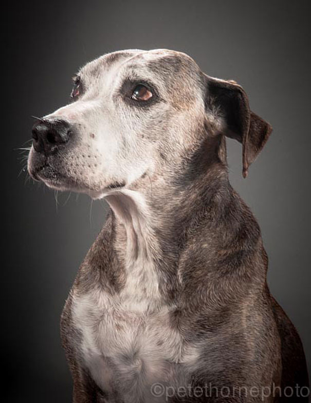 old-dog-portrait-photography-old-faithful-pete-thorne-6