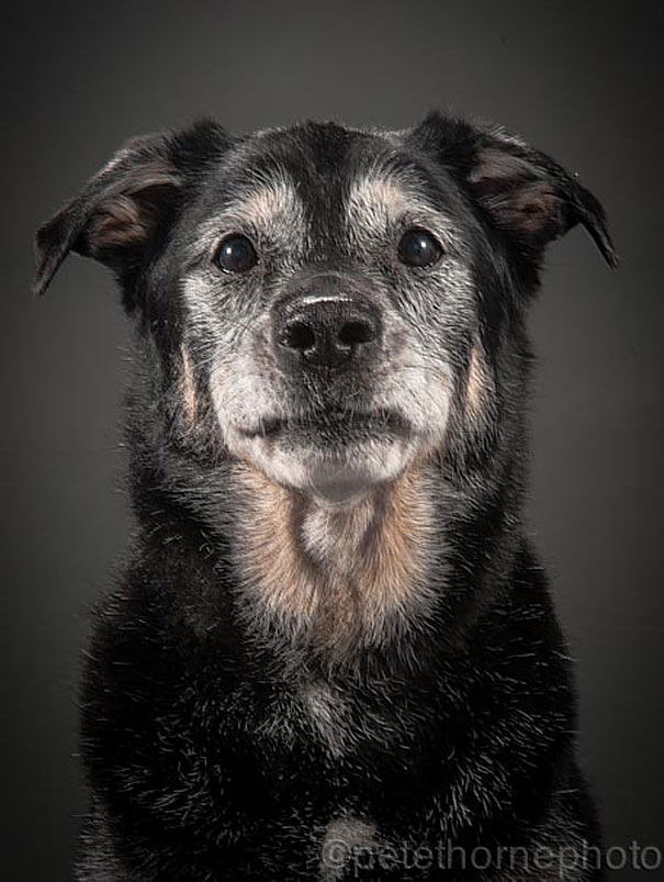 old-dog-portrait-photography-old-faithful-pete-thorne-9