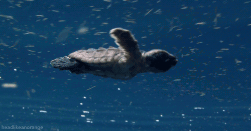 衝刺的小海龜。