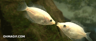 2隻正在親吻的小魚。