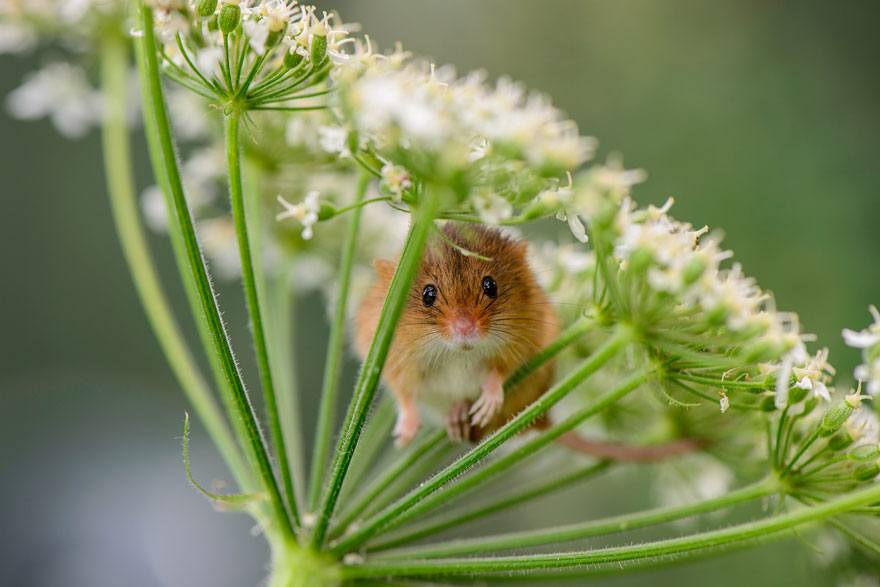 wild-mouse-photography-11