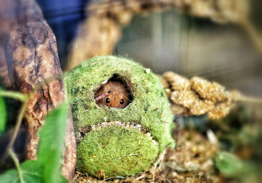 wild-mouse-photography-17