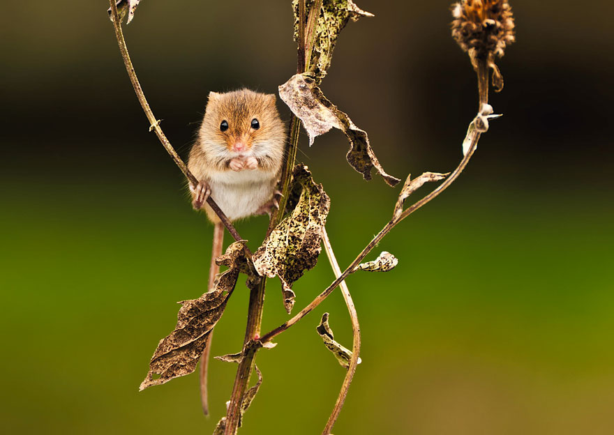 wild-mouse-photography-18