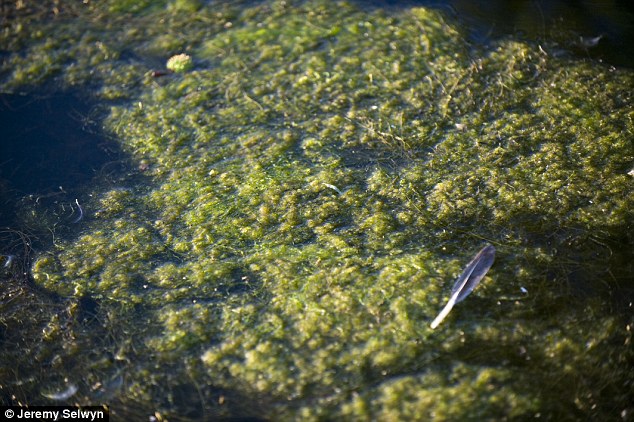 雖然這項病毒(ATCV-1)最早的時候是在被發現存在於淡水湖區的綠藻類植物內，但研究結果顯示受到感染的患者與游泳愛好者或水上運動迷並沒有直接的關係...