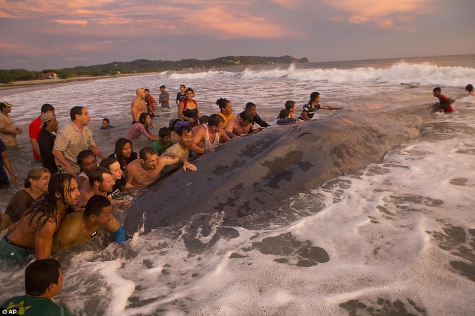 The Pacific region off Nicaragua’s southern coast sees a lot of humpback whales and dolphins at this time of year