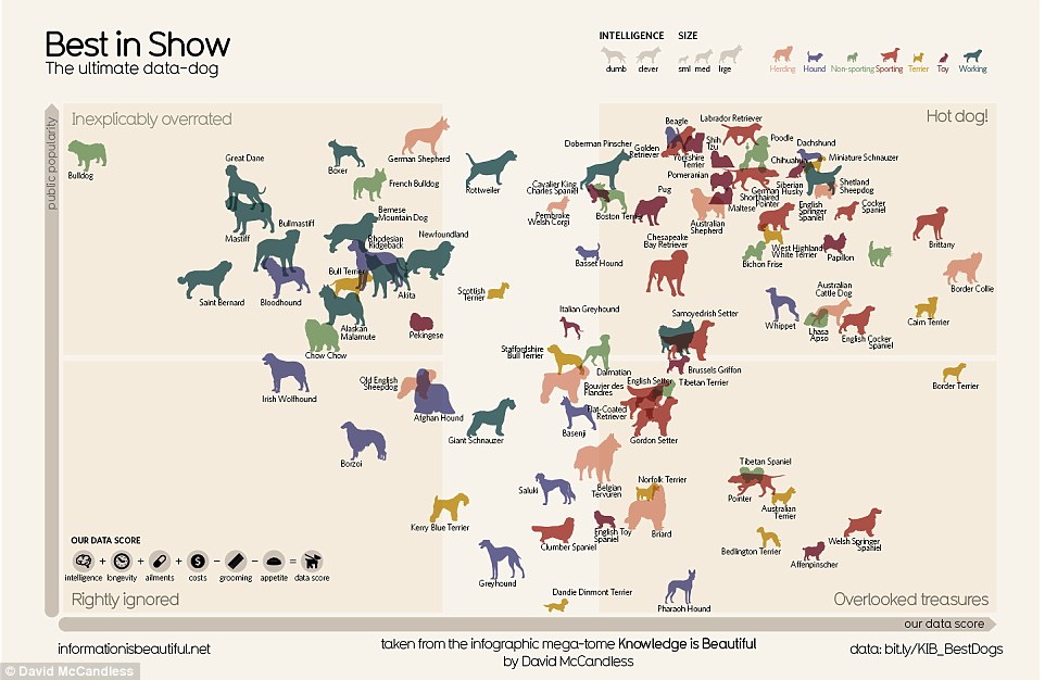 The infographic, called Best in Show, created by journalist David McCandless to illustrate his new study that names the Border collie a man's bestfriend