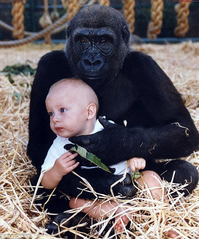 當時，身為環保人士的爸爸Damian Aspinall就讓她跟大猩猩一起玩，並拍下了照片。雖然照片造成了很大的爭議性，但這個體驗，似乎也在自信和勇氣上，給年幼的Tansy上了一課。