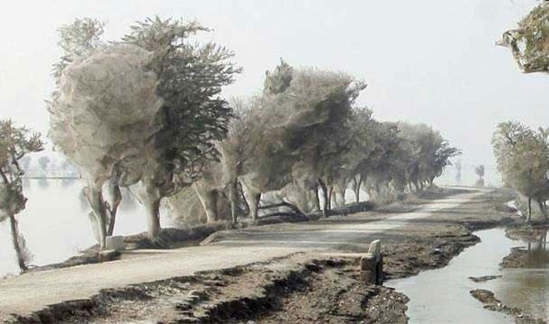 6. 长茧的树：巴基斯坦的洪水季来临前，蜘蛛会迁移至树上，而蜘蛛网会让树看起来被裹了一层纱，就像长茧一般。