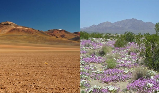 20. 开花的沙漠：智利的沙漠在大雨过后形成长满花朵的美景。