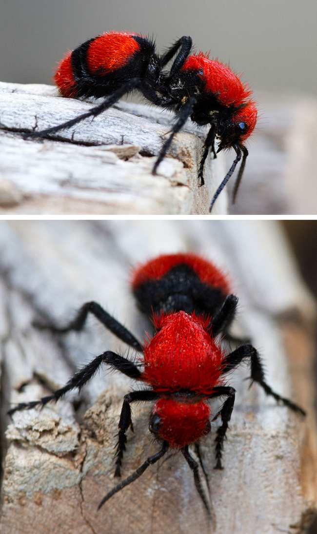 14.) 红绒毛蚂蚁 Red Velvet Ant