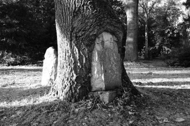 一棵樹接管了墓碑呢