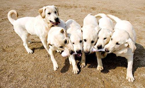 第一批人类复制出来的狗狗为6只拉不拉多犬，他们自2009年起在南韩海关担任缉毒犬。