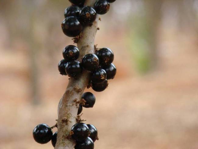 Aside from eating the berries, you can also use them to make alcohol. Jabuticaba wines and liqueurs are common in the region.