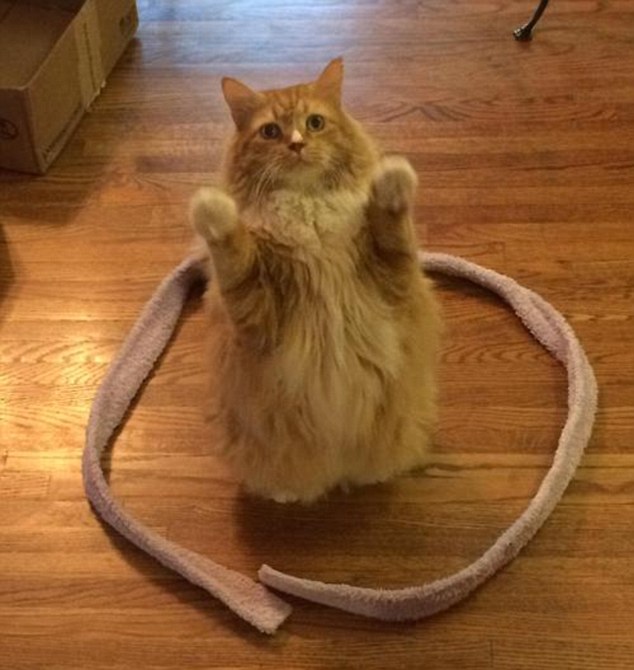 無論用甚麼東西在地上形成一個圓圈，貓咪就是會進去待著然後不離開！