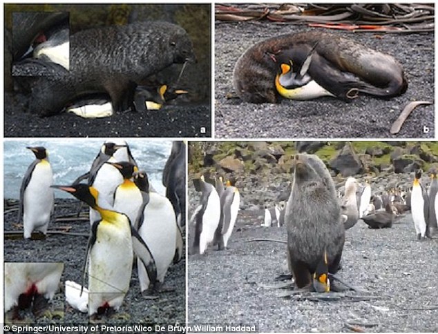 Experts suggest it may have become a learned behaviour, but, the reasons why the seals have started to exhibit it are not known. During a number of the attacks, the experts said the seals successfully penetrated the birds, and during the most recent, in December 2012, blood was seen between the bird’s legs (bottom left)