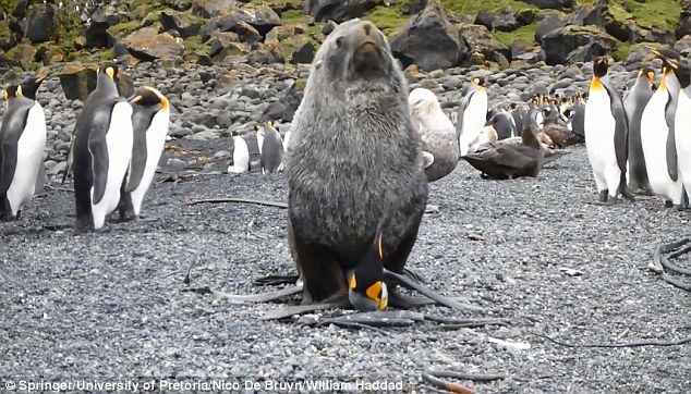 On four recent occasions, researchers spotted Antarctic fur seals sexually harassing king penguins (pictured). In three of the four incidents, the seal let the penguin go, but following one occurrence, the seal killed and ate the penguin