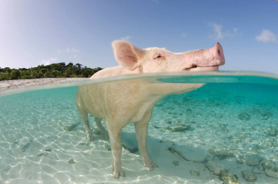 巴哈馬 豬海灘 Pig Beach in the Bahamas