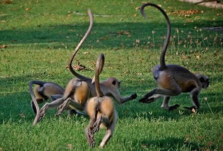 Safari上的猴子追趕員。