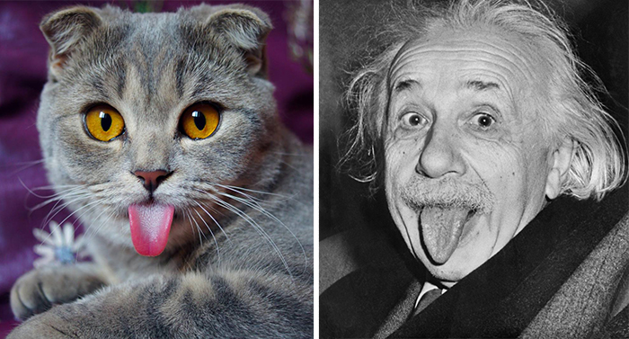 17. 貓咪 vs. 愛因斯坦 (Einstein)