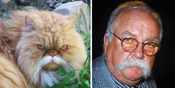 8. 有鬍子的貓 vs. 美國演員Wilford Brimley