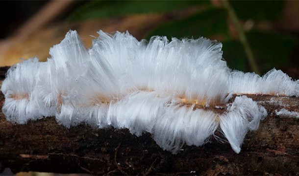 10. "髮冰"：在及寒冷的地區，水份自植物排出時可能因某些細菌導致如此的情況。