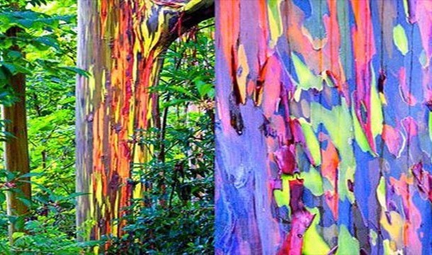15. 彩虹樹：澳洲尤佳利樹脫皮時露出的美麗色彩。