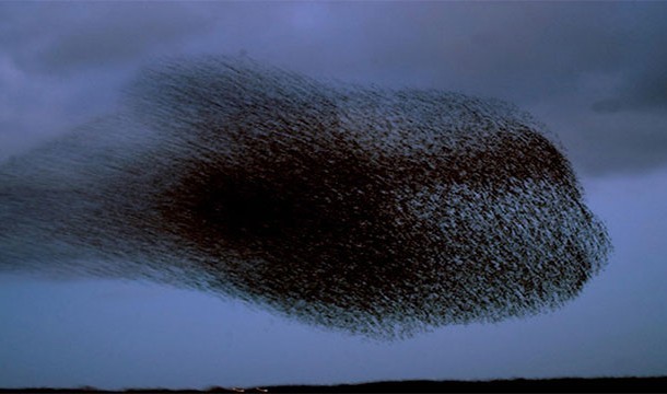 18. 黑日：欧椋鸟的大量迁移形成丹麦每年春季难得一见的景象。