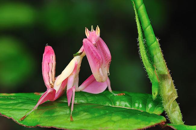 2.) 兰花螳螂 Pink Orchid Mantis