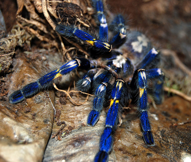 8.) 钴蓝色狼蛛 Cobalt Blue Tarantula