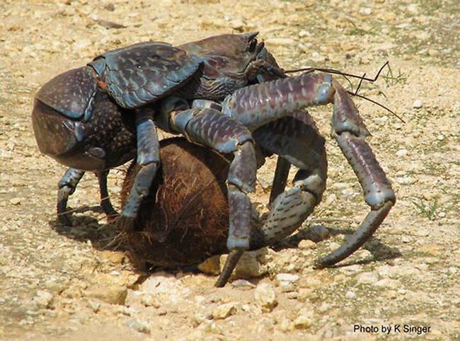 虽然椰子蟹看起来不太友善，不过他们其实很温和，他们只会在急迫危险的情况下使用他们的爪子。