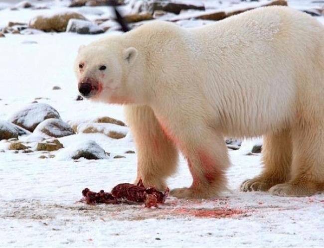 20.)成年北極熊通常只吃海豹的皮脂，而將肉遺留給較年幼的北極熊和腐食動物。