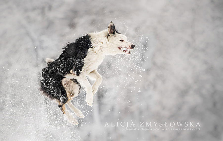 Alicja Zmyslowska是一位19岁的波兰摄影师，她的狗狗照片十分生动又充满感情。对于摄影，这位年轻的摄影师已经有很多经验，不论是体育摄影或是婚礼摄影，但我们最爱的还是她的狗狗照片！她能够掌握狗狗的个性，并在照片中让这些性格表现出来！