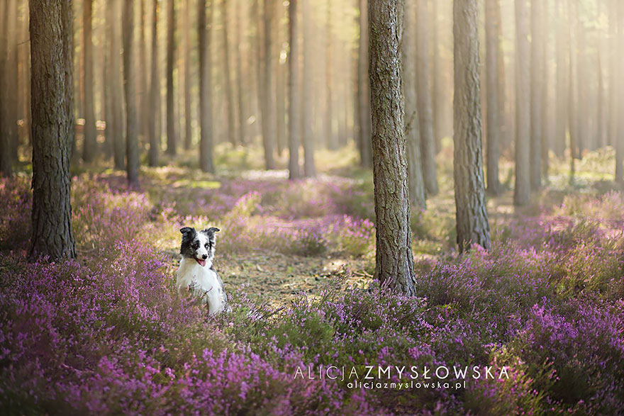 Alicja Zmyslowska是一位19歲的波蘭攝影師，她的狗狗照片十分生動又充滿感情。對於攝影，這位年輕的攝影師已經有很多經驗，不論是體育攝影或是婚禮攝影，但我們最愛的還是她的狗狗照片！她能夠掌握狗狗的個性，並在照片中讓這些性格表現出來！
