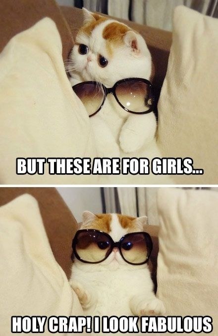 2. 戴上太阳眼镜的酷猫。