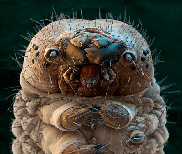 1. 每到夜晚睡觉的时候，会有许多细小的虫类爬到你的脸上做爱。