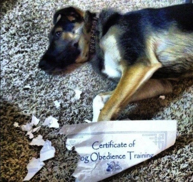這隻狗把我的訓狗師認證給撕碎了！所以我根本沒把你教好！