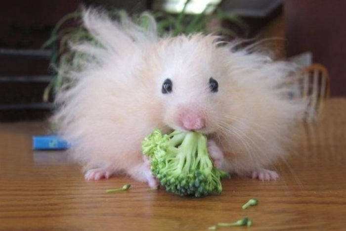 毛茸茸仓鼠吃花椰菜！(Fluffy Hamster Eating A Broccoli)