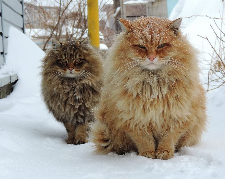 西伯利亚猫  (Siberian Cat)