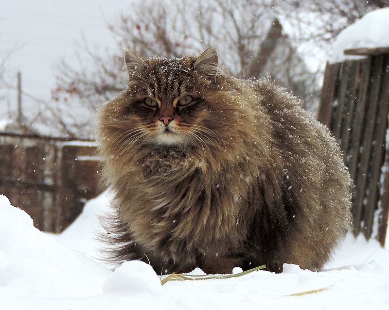 西伯利亚猫  (Siberian Cat)