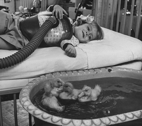 #7 使用動物於醫療療程，攝於1956年。