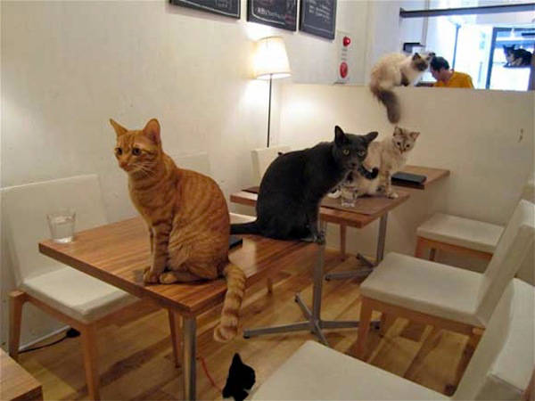 Cat Cafes, several around the world