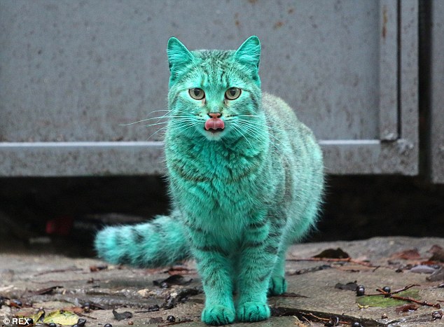然而，最後才發現，這隻貓咪並沒有受到任何人的欺負或是惡作劇，只是他很喜歡睡在廢棄車庫的綠色油漆上，所以才染的一身藍綠色。