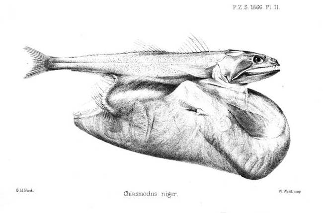 叉齒鱚可以吃掉比自己大兩倍的獵物,甚至可以吃掉比自己大10倍的龐然巨物。